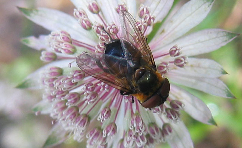 Phasia hemiptera F (Tachinidae)